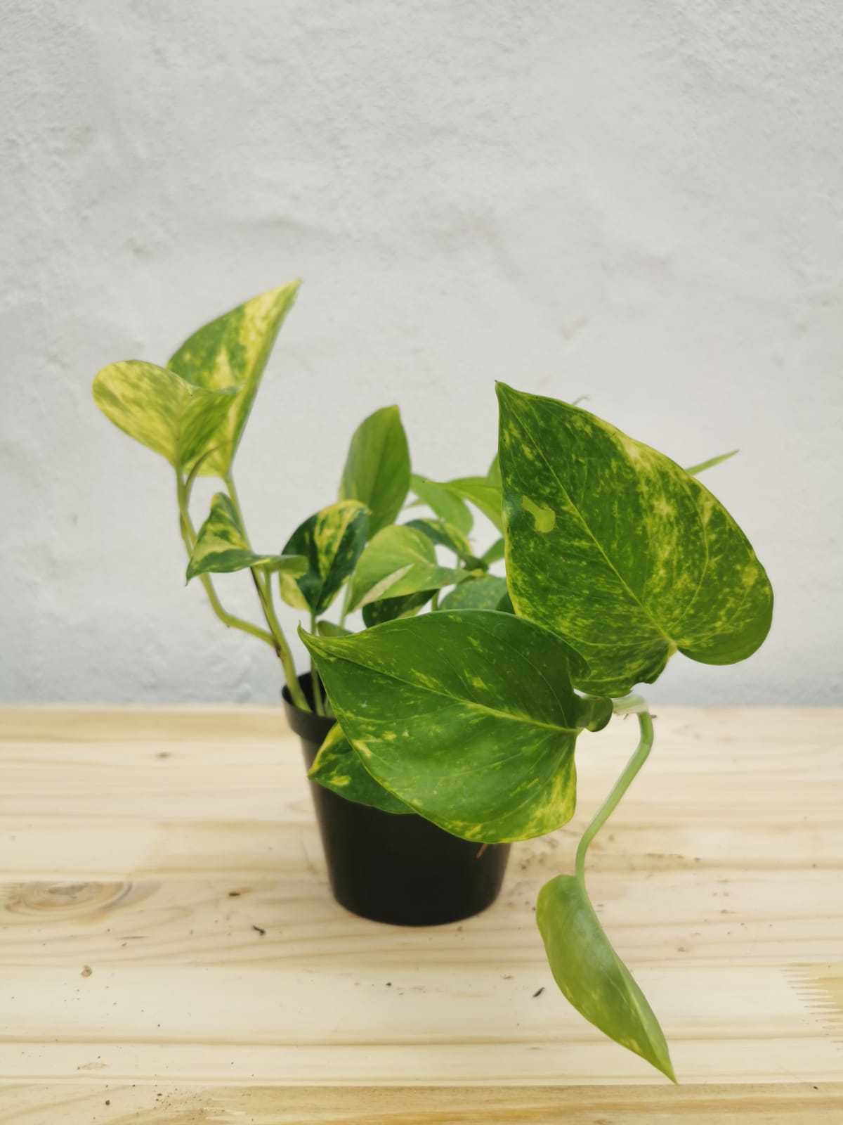 Golden Pothos